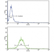 Flow cytometry testing of fixed and permeabilized human MDA-MB-231 cells with SORBS2 antibody; Blue=isotype control, Green= SORBS2 antibody.