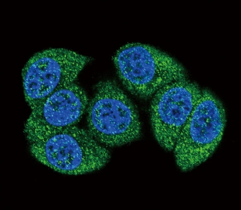 Immunofluorescent staining of human HeLa cells with Deoxycytidine kinase antibody (green) and DAPI nuclear stain (blue).