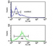 Flow cytometry testing of human K562 cells with Pyruvate Kinase PKM antibody; Blue=isotype control, Green= Pyruvate Kinase PKM antibody.