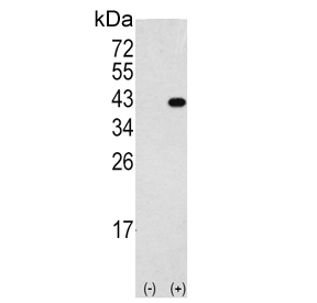 Western blot testing of 1) non-transfected and 2) transfected 293 cell lysate with Death-associated protein kinase 2 antibody.