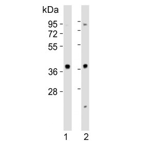 Western blot testing of human 1) HeLa and 2) Jurkat cell lysate with MAPK12 antibody. Predicted molecular weight ~42 kDa.