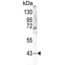 Western blot testing of mouse lung tissue lysate with MAPK12 antibody. Predicted molecular weight ~42 kDa.