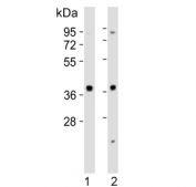 Western blot testing of human 1) HeLa and 2) Jurkat cell lysate with MAPK12 antibody. Expected molecular weight: 38-42 kDa.
