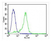 Flow cytometry testing of fixed and permeabilized human HeLa cells with p38 MAPK antibody; Blue=isotype control, Green= p38 MAPK antibody.