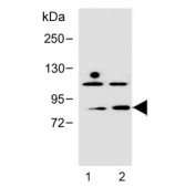 Western blot testing of human 1) Jurkat and 2) CCRF-CEM cell lysate with Polo-like kinase 2 antibody. Predicted molecular weight ~78 kDa.