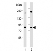 Western blot testing of human 1) 293T/17 and 2) HeLa cell lysate with Polo-like kinase 2 antibody. Predicted molecular weight ~78 kDa.