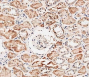 IHC testing of FFPE human kidney tissue with Prohibitin 2 antibody. HIER: steam section in pH9 EDTA buffer for 20 min and allow to cool prior to staining.
