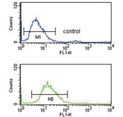 Flow cytometry testing of human HEK293 cells with Pigment epithelium-derived factor antibody; Blue=isotype control, Green= Pigment epithelium-derived factor antibody.