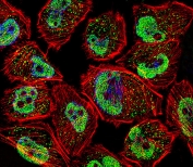 Immunofluorescent staining of fixed and permeabilized human U-251 cells with Krueppel-like factor 5 antibody (green), DAPI nuclear stain (blue) and anti-Actin (red).