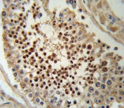 IHC testing of FFPE human testis tissue with Krueppel-like factor 5 antibody. HIER: steam section in pH6 citrate buffer for 20 min and allow to cool prior to staining.