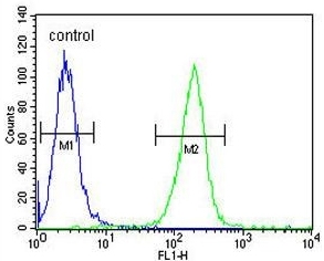 Flow cytometry testing of human A2058 cells with MOB kinase activator 1A antibody; Blue=isotype control, Green= MOB kinase activator 1A antibody.