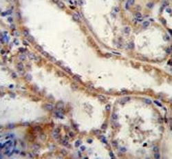 IHC testing of FFPE human kidney tissue with FKBP10 antibody. HIER: steam section in pH6 citrate buffer for 20 min and allow to cool prior to staining.