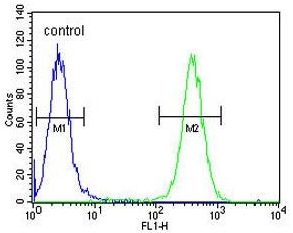 Flow cytometry testing of human A2058 cells with FKBP10 antibody; Blue=isotype control, Green= FKBP10 antibody.