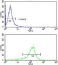 Flow cytometry testing of human HepG2 cells with Glutathione hydrolase 5 proenzyme antibody; Blue=isotype control, Green= Glutathione hydrolase 5 proenzyme antibody.