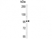 Western blot testing of human HeLa cell lysate with GIT1 antibody. Expected molecular weight: 84-95 kDa.