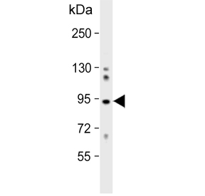 Western blot testing of human K562 cell lysate with COG4 antibody. Predicted molecular weight ~89 kDa.