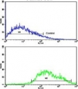 Flow cytometry testing of human Jurkat cells with COG4 antibody; Blue=isotype control, Green= COG4 antibody.