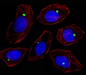 Immunofluorescent staining of fixed and permeabilized human A549 cells with Pericentriolar material 1 protein antibody (green), DAPI nuclear stain (blue) and anti-Actin (red).
