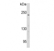 Western blot testing of human Ramos cell lysate with Pericentriolar material 1 protein antibody. Predicted molecular weight ~229 kDa.