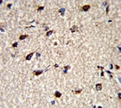 IHC testing of FFPE human brain tissue with DPT antibody. HIER: steam section in pH6 citrate buffer for 20 min and allow to cool prior to staining.