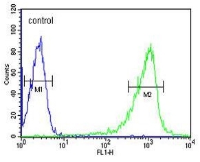 Flow cytometry testing of human HL60 cells with CAPZA1 antibody; Blue=isotype control, Green= CAPZA1 antibody.
