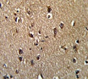 IHC testing of FFPE human brain tissue with GCAT antibody. HIER: steam section in pH6 citrate buffer for 20 min and allow to cool prior to staining.
