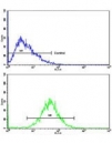 Flow cytometry testing of human HepG2 cells with GCAT antibody; Blue=isotype control, Green= GCAT antibody.
