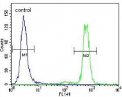 Flow cytometry testing of human HeLa cells with MAPK3 antibody; Blue=isotype control, Green= MAPK3 antibody.