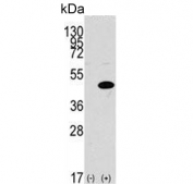 Western blot testing of 1) non-transfected and 2) transfected 293 cell lysate with MAPK3 antibody.