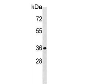 Western blot testing of human HEK293 cell lysate with CDKL1 antibody. Predicted molecular weight ~42 kDa.