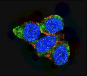 Immunofluorescent staining of HEK293 cells with p21WAF1 antibody (green), DAPI nuclear stain (blue) and anti-Actin (red).