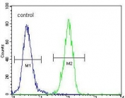 Flow cytometry testing of human HEK293 cells with p21WAF1 antibody; Blue=isotype control, Green= p21WAF1 antibody.