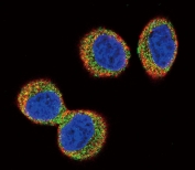 Immunofluorescent staining of human HeLa cells with Tyrosine-protein kinase Fer antibody (green), DAPI nuclear stain (blue) and anti-Actin (red).
