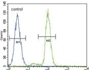 Flow cytometry testing of human A549 cells with FER antibody; Blue=isotype control, Green= Tyrosine-protein kinase Fer antibody.