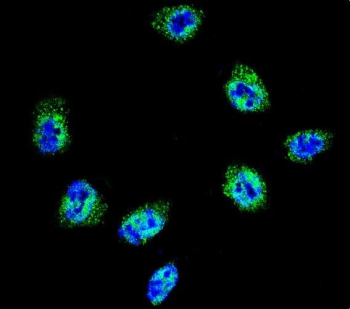 Immunofluorescent staining of human HeLa cells with Filamin A antibody (green) and DAPI nuclear stain (blue).