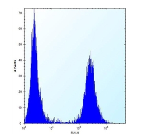 Flow cytometry testing of human U-251 cells with Filamin A antibody; Left=isotype control, Right= Filamin A antibody.