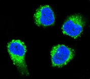 Immunofluorescent staining of human MDA-MB-231 cells with Beta-nerve growth factor antibody (green) and DAPI nuclear stain (blue).