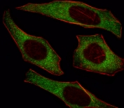 Immunofluorescent staining of fixed and permeabilized human HeLa cells with Insulin receptor substrate 2 antibody (green) and anti-Actin (red).