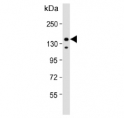 Western blot testing of human HeLa cell lysate with Insulin receptor substrate 2 antibody. Predicted molecular weight ~137 kDa but it may be observed at up to ~190 kDa due to phosphorylation.