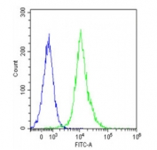 Flow cytometry testing of fixed and permeabilized human Jurkat cells with Activin receptor type-1B antibody; Blue=isotype control, Green= Activin receptor type-1B antibody.