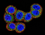 Immunofluorescent staining of human HeLa cells with RAF1 antibody (green), DAPI nuclear stain (blue) and anti-Actin (red).