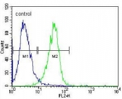 Flow cytometry testing of human HeLa cells with RAF1 antibody; Blue=isotype control, Green= RAF1 antibody.