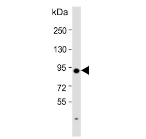 Western blot testing of human HeLa cell lysate with Protein-glutamine gamma-glutamyltransferase 2 antibody. Predicted molecular weight ~78 kDa.