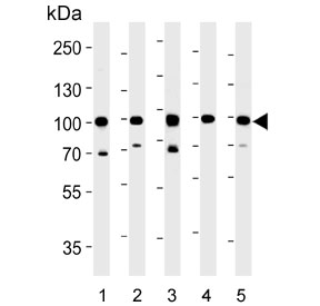 Western blot testing of 1) human A431, 2) rat H-4-II-E, 3) human HeLa, 4) mouse NIH 3T3 and 5) rat L6 cell lysate with HSP90 beta antibody. Expected molecular weight: 84-90 kDa.