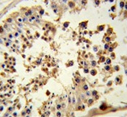 IHC testing of FFPE human testis tissue with HSP90 beta antibody. HIER: steam section in pH6 citrate buffer for 20 min and allow to cool prior to staining.