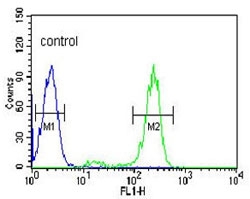 Flow cytometry testing of human HL-60 cells with HSP90 beta antibody; Blue=isotype control, Green= HSP90 beta antibody.