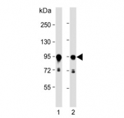 Western blot testing of human 1) A431 and 2) HeLa cell lysate with HSP90 beta antibody. Expected molecular weight: 84-90 kDa.