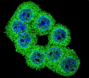 Immunofluorescent staining of human HEK293 cells with FKBP1B antibody (green) and DAPI nuclear stain (blue).