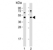 Western blot testing of human 1) HeLa and 2) MOLT4 cell lysate with MAP2K2 antibody. Expected molecular weight: 45-50 kDa.