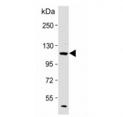 Western blot testing of human Raji cell lysate with PI3K delta antibody. Expected molecular weight: 110-120 kDa.
